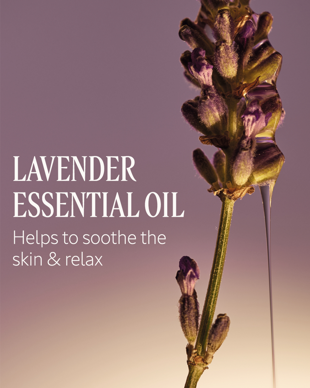 Le Savon Shea Lavender Extra-Gentle Body Soap 3.5 fl. oz - Image 4