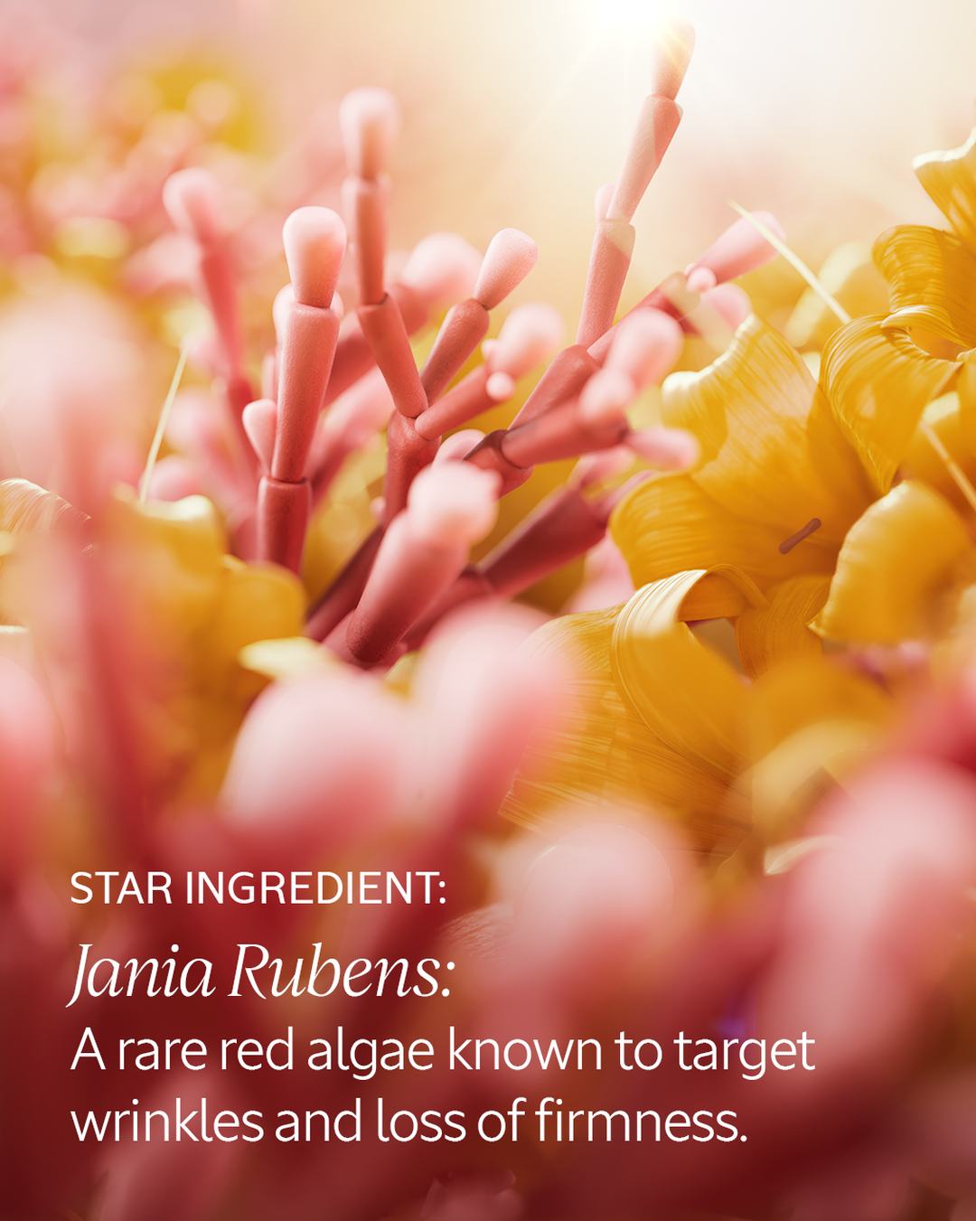 Immortelle Harmonie Serum - Image 4