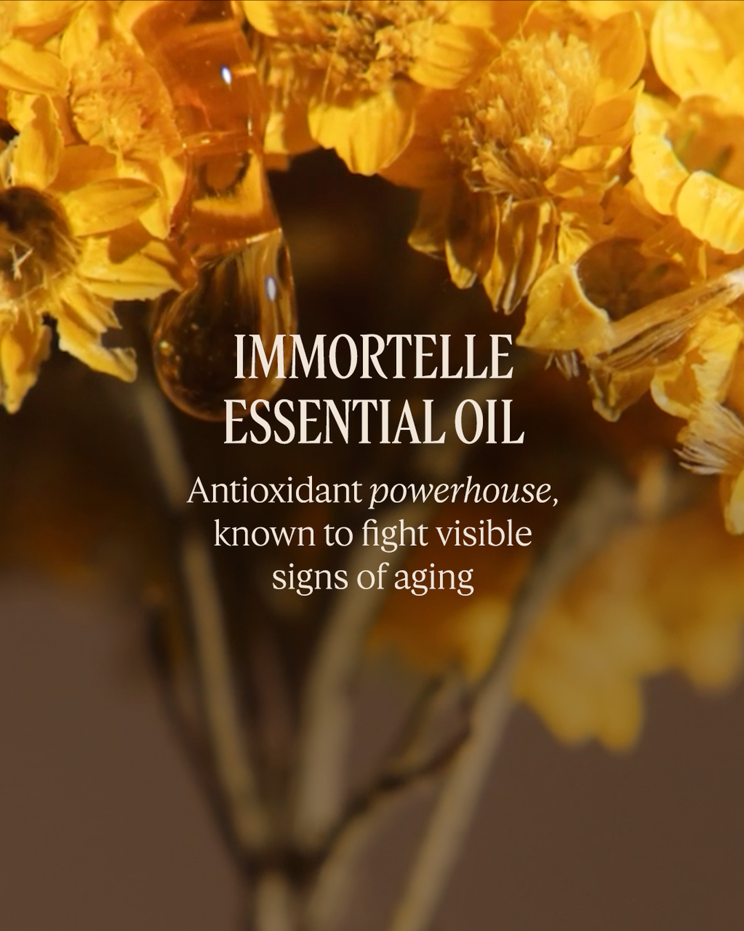 Immortelle Overnight Reset Oil-in-Serum 1 fl. oz - Image 3