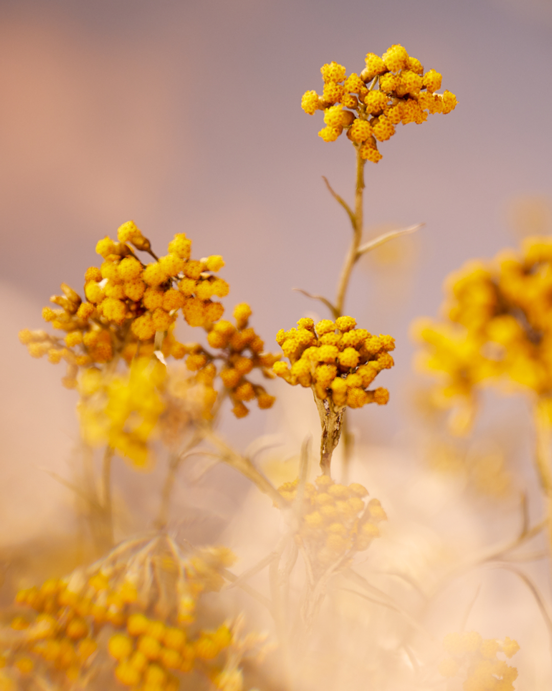 Immortelle Precious Enriched Emulsion - Image 4