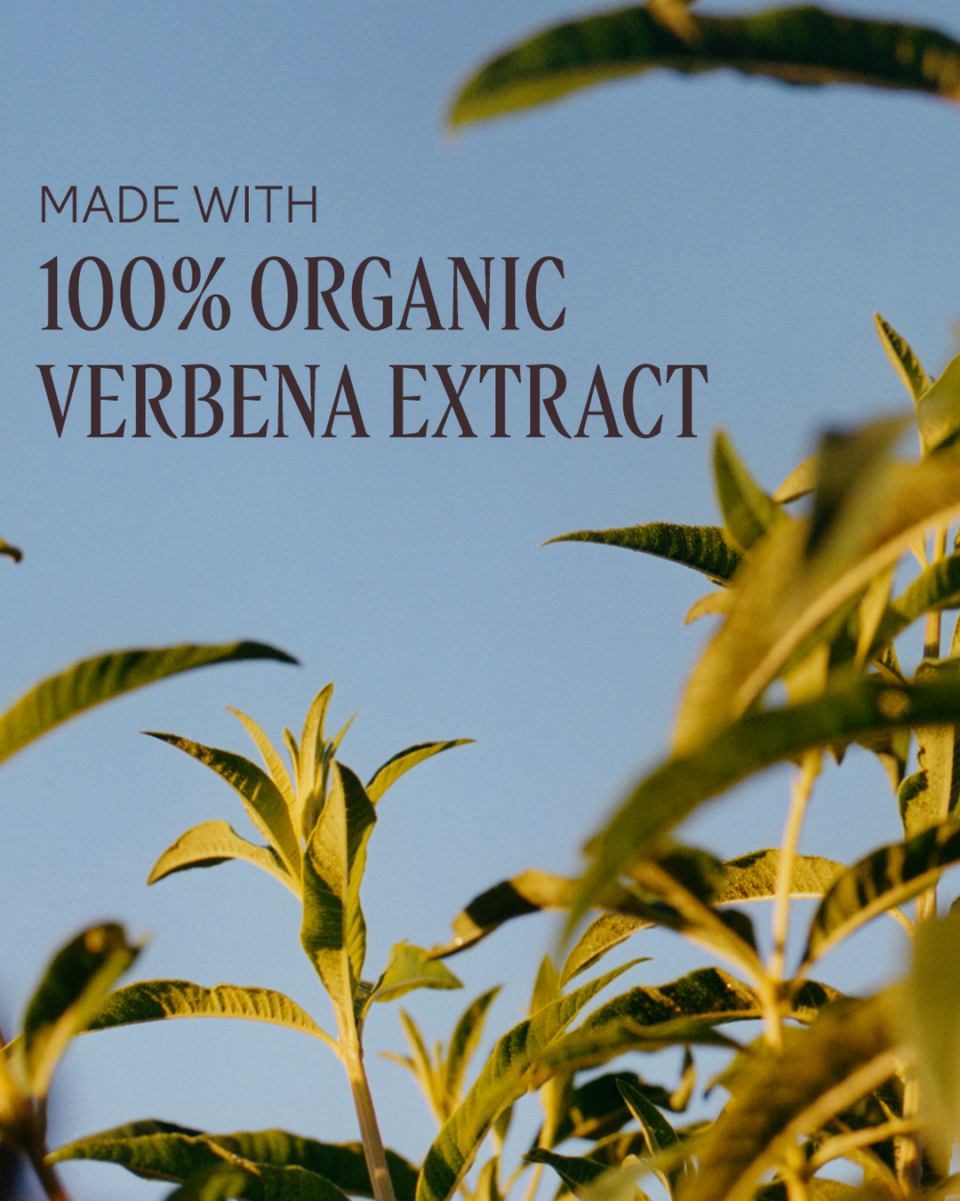 Verbena Collection - Image 3