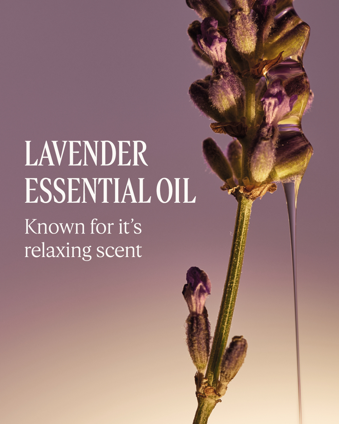 Lavender Collection - Image 3